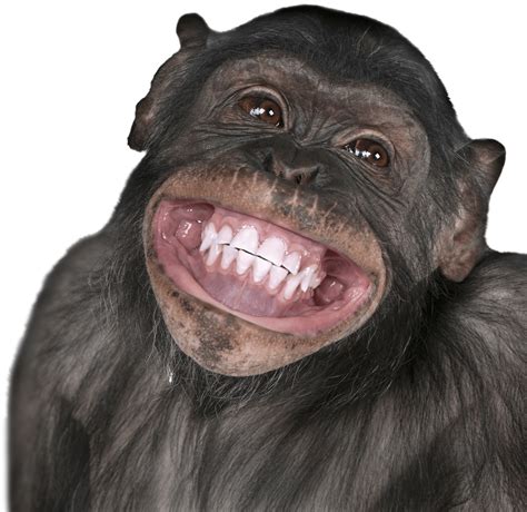 Monkey Happy .